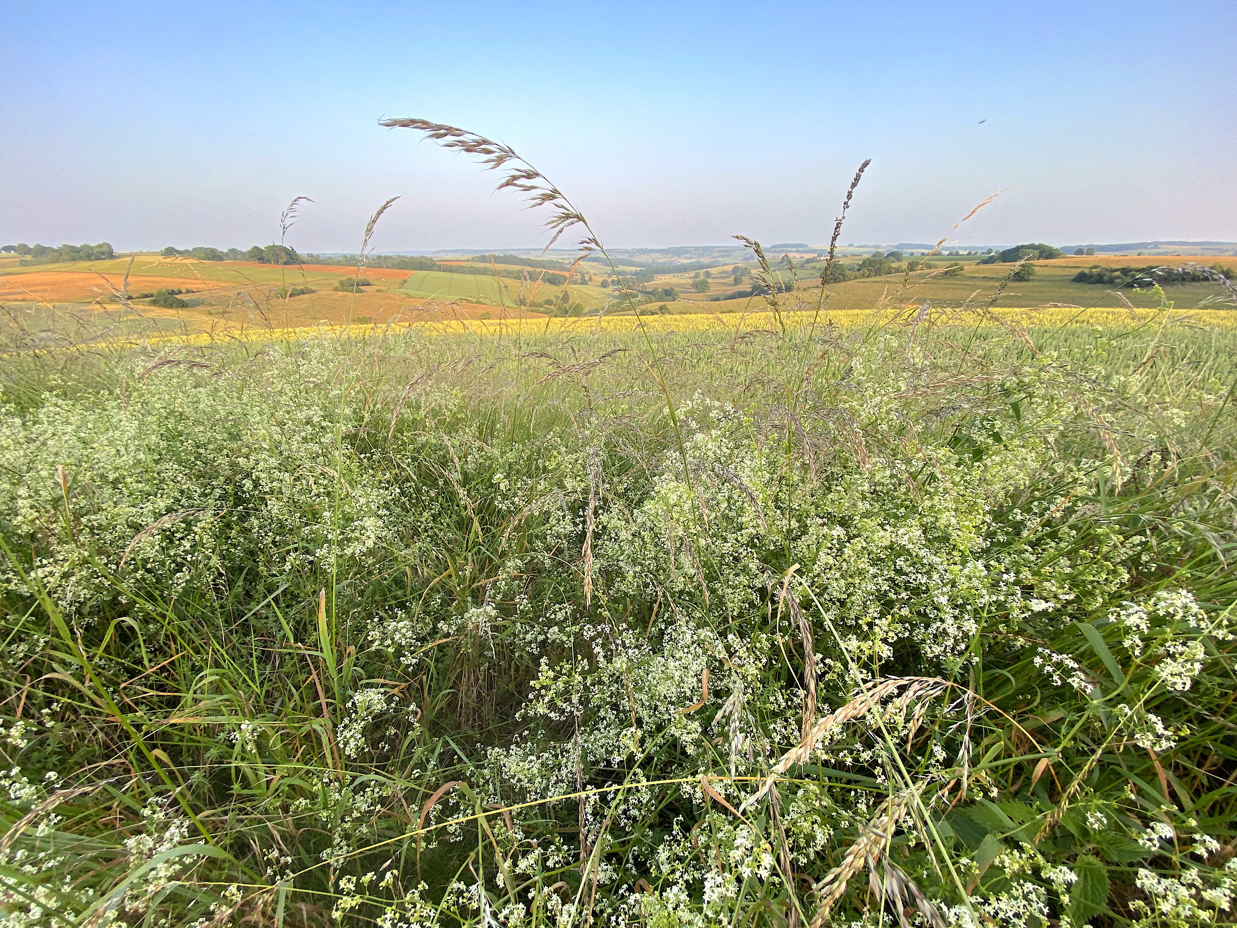 Plantes sauvages
