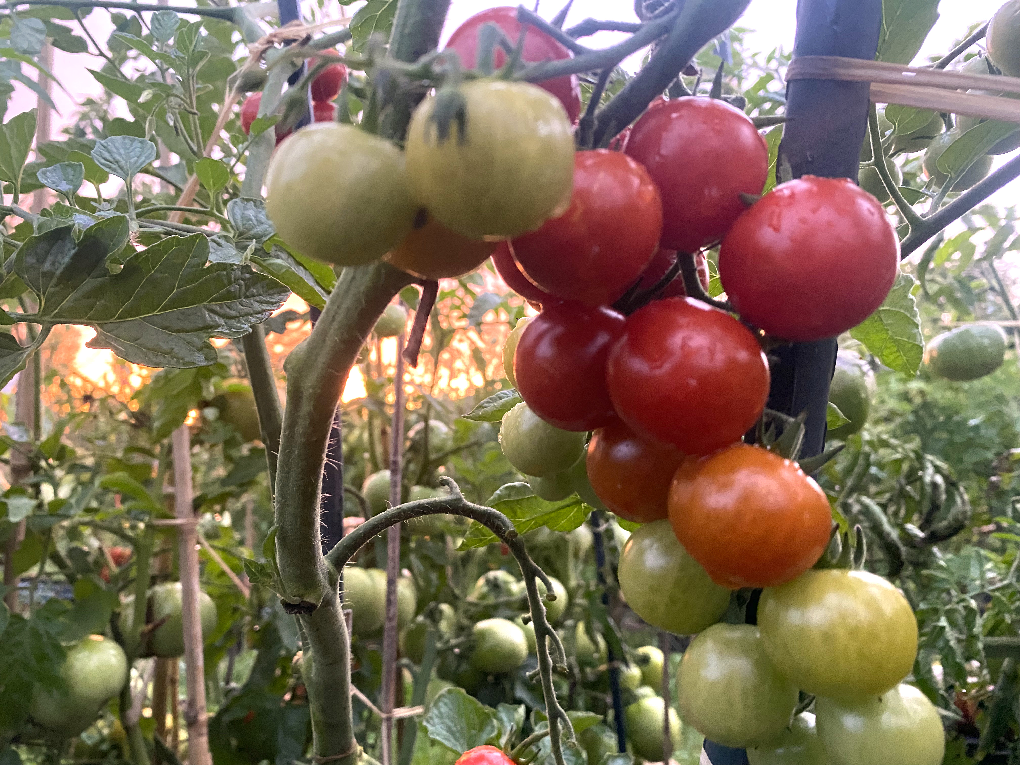 Légumes